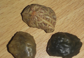 مظهر خرزة الحية أو الثعبان